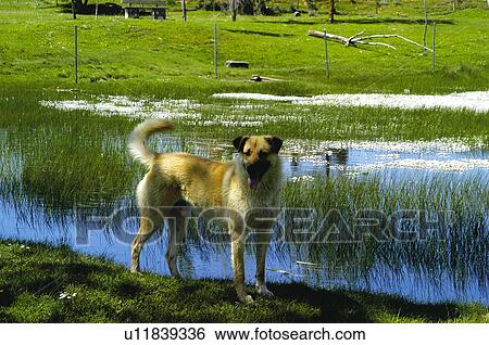 Stock Photograph - Domestic animal, Farm, Domestic, Animals farm, Animal farm, Pet, Animals. Fotosearch