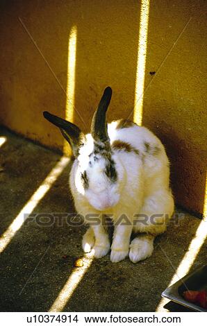 Picture - Domestic, Animals, Animals farm, Animal farm, Farm, Domestic animal, Animal. Fotosearch