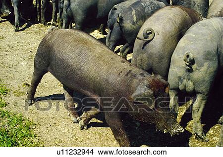 Picture - Domestic, Animals, Animals farm, Animal farm, Farm, Domestic animal, Animal. Fotosearch