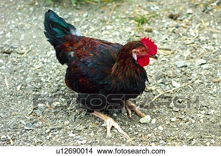 Domestic, Animals, Animals farm, Animal farm, Farm, Domestic animal, Animal View Large Photo Image Picture - Domestic, Animals, Animals farm, Animal farm, Farm, Domestic animal, Animal. Fotosearch