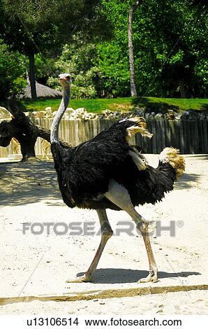Domestic, Animals, Animals farm, Animal farm, Farm, Domestic animal, Animal View Large Photo Image Picture - Domestic, Animals, Animals farm, Animal farm, Farm, Domestic animal, Animal. Fotosearch