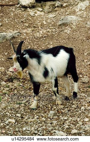 Picture - Domestic, Animals, Animals farm, Animal farm, Farm, Domestic animal, Animal. Fotosearch