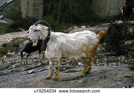 Domestic, Animals, Animals farm, Animal farm, Farm, Domestic animal, Animal View Large Photo Image Picture - Domestic, Animals, Animals farm, Animal farm, Farm, Domestic animal, Animal. Fotosearch