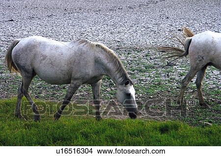 Domestic, Animals, Animals farm, Animal farm, Farm, Domestic animal, Animal View Large Photo Image Picture - Domestic, Animals, Animals farm, Animal farm, Farm, Domestic animal, Animal. Fotosearch
