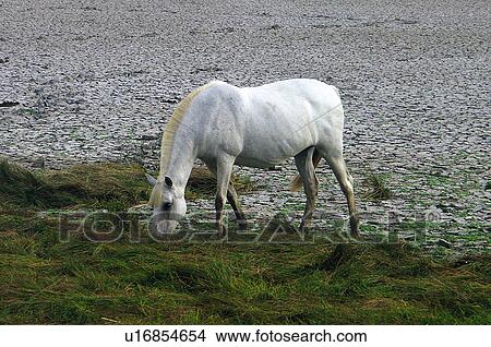 Domestic, Animals, Animals farm, Animal farm, Farm, Domestic animal, Animal View Large Photo Image Picture - Domestic, Animals, Animals farm, Animal farm, Farm, Domestic animal, Animal. Fotosearch