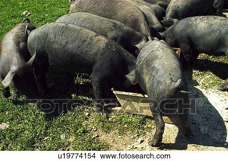 Picture - Domestic, Animals, Animals farm, Animal farm, Farm, Domestic animal, Animal. Fotosearch