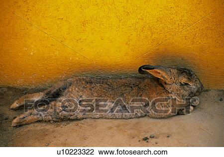 Stock Image - Domestic, Animals, Animals farm, Animal farm, Farm, Domestic animal, Animal. Fotosearch