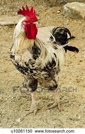 Stock Image - Domestic, Animals, Animals farm, Animal farm, Farm, Domestic animal, Animal. Fotosearch