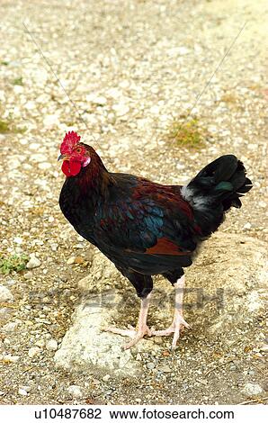 Domestic, Animals, Animals farm, Animal farm, Farm, Domestic animal, Animal View Large Photo Image Stock Image - Domestic, Animals, Animals farm, Animal farm, Farm, Domestic animal, Animal. Fotosearch