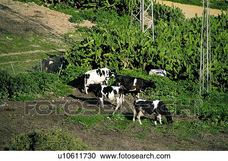 Domestic, Animals, Animals farm, Animal farm, Farm, Domestic animal, Animal View Large Photo Image Stock Image - Domestic, Animals, Animals farm, Animal farm, Farm, Domestic animal, Animal. Fotosearch