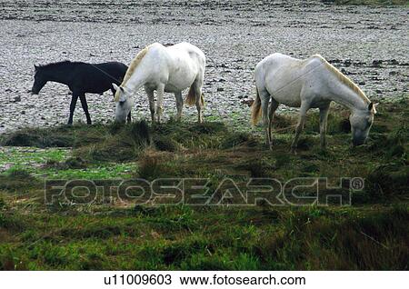 Domestic, Animals, Animals farm, Animal farm, Farm, Domestic animal, Animal View Large Photo Image Stock Image - Domestic, Animals, Animals farm, Animal farm, Farm, Domestic animal, Animal. Fotosearch