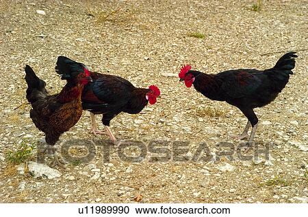 Domestic, Animals, Animals farm, Animal farm, Farm, Domestic animal, Animal View Large Photo Image Stock Image - Domestic, Animals, Animals farm, Animal farm, Farm, Domestic animal, Animal. Fotosearch