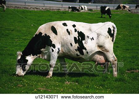 Domestic, Animals, Animals farm, Animal farm, Farm, Domestic animal, Animal View Large Photo Image Stock Image - Domestic, Animals, Animals farm, Animal farm, Farm, Domestic animal, Animal. Fotosearch