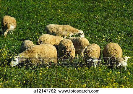 Stock Image - Domestic, Animals, Animals farm, Animal farm, Farm, Domestic animal, Animal. Fotosearch