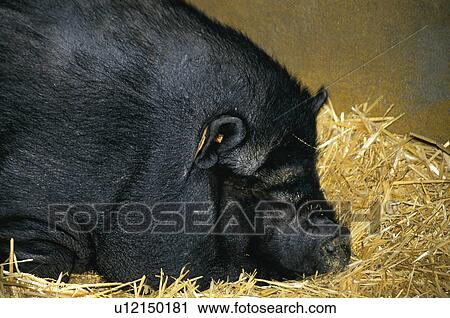 Stock Image - Domestic, Animals, Animals farm, Animal farm, Farm, Domestic animal, Animal. Fotosearch