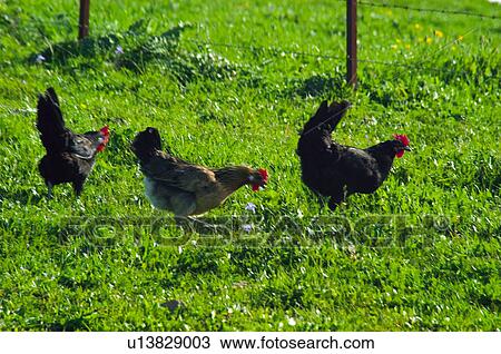 Stock Image - Domestic, Animals, Animals farm, Animal farm, Farm, Domestic animal, Animal. Fotosearch