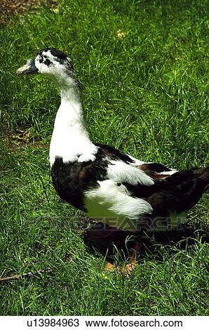 Domestic, Animals, Animals farm, Animal farm, Farm, Domestic animal, Animal View Large Photo Image Stock Image - Domestic, Animals, Animals farm, Animal farm, Farm, Domestic animal, Animal. Fotosearch