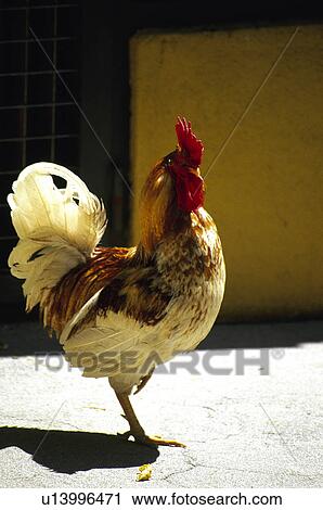 Domestic, Animals, Animals farm, Animal farm, Farm, Domestic animal, Animal View Large Photo Image Stock Image - Domestic, Animals, Animals farm, Animal farm, Farm, Domestic animal, Animal. Fotosearch