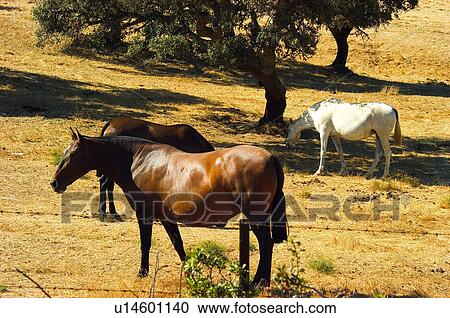 Domestic, Animals, Animals farm, Animal farm, Farm, Domestic animal, Animal View Large Photo Image Stock Image - Domestic, Animals, Animals farm, Animal farm, Farm, Domestic animal, Animal. Fotosearch