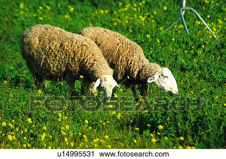 Stock Image - Domestic, Animals, Animals farm, Animal farm, Farm, Domestic animal, Animal. Fotosearch