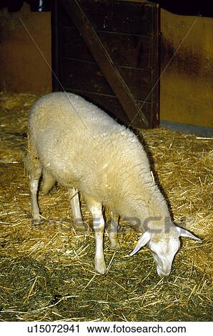 Stock Image - Domestic, Animals, Animals farm, Animal farm, Farm, Domestic animal, Animal. Fotosearch