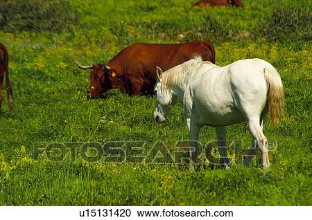 Domestic, Animals, Animals farm, Animal farm, Farm, Domestic animal, Animal View Large Photo Image Stock Image - Domestic, Animals, Animals farm, Animal farm, Farm, Domestic animal, Animal. Fotosearch