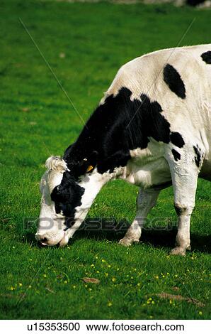Stock Image - Domestic, Animals, Animals farm, Animal farm, Farm, Domestic animal, Animal. Fotosearch