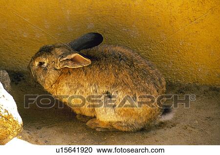 Domestic, Animals, Animals farm, Animal farm, Farm, Domestic animal, Animal View Large Photo Image Stock Image - Domestic, Animals, Animals farm, Animal farm, Farm, Domestic animal, Animal. Fotosearch