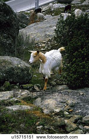 Stock Image - Domestic, Animals, Animals farm, Animal farm, Farm, Domestic animal, Animal. Fotosearch