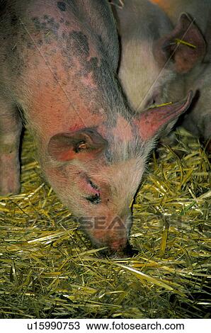 Domestic, Animals, Animals farm, Animal farm, Farm, Domestic animal, Animal View Large Photo Image Stock Image - Domestic, Animals, Animals farm, Animal farm, Farm, Domestic animal, Animal. Fotosearch