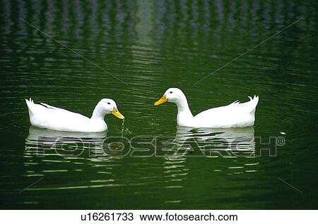 Stock Image - Domestic, Animals, Animals farm, Animal farm, Farm, Domestic animal, Animal. Fotosearch
