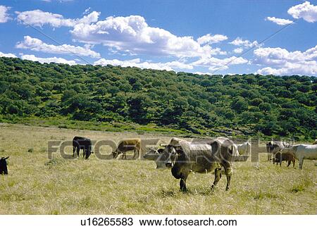 Domestic, Animals, Animals farm, Animal farm, Farm, Domestic animal, Animal View Large Photo Image Stock Image - Domestic, Animals, Animals farm, Animal farm, Farm, Domestic animal, Animal. Fotosearch