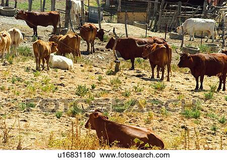 Domestic, Animals, Animals farm, Animal farm, Farm, Domestic animal, Animal View Large Photo Image Stock Image - Domestic, Animals, Animals farm, Animal farm, Farm, Domestic animal, Animal. Fotosearch