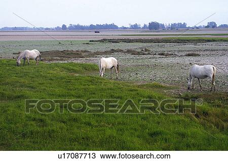 Domestic, Animals, Animals farm, Animal farm, Farm, Domestic animal, Animal View Large Photo Image Stock Image - Domestic, Animals, Animals farm, Animal farm, Farm, Domestic animal, Animal. Fotosearch