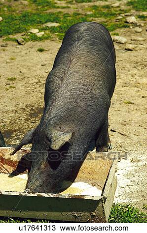Stock Image - Domestic, Animals, Animals farm, Animal farm, Farm, Domestic animal, Animal. Fotosearch