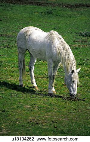 Stock Image - Domestic, Animals, Animals farm, Animal farm, Farm, Domestic animal, Animal. Fotosearch