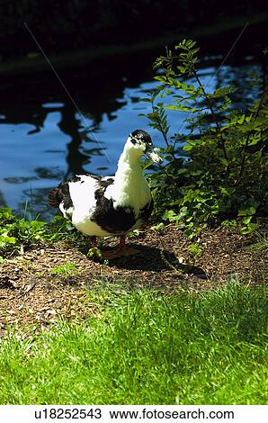 Domestic, Animals, Animals farm, Animal farm, Farm, Domestic animal, Animal View Large Photo Image Stock Image - Domestic, Animals, Animals farm, Animal farm, Farm, Domestic animal, Animal. Fotosearch