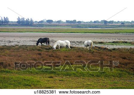 Stock Image - Domestic, Animals, Animals farm, Animal farm, Farm, Domestic animal, Animal. Fotosearch