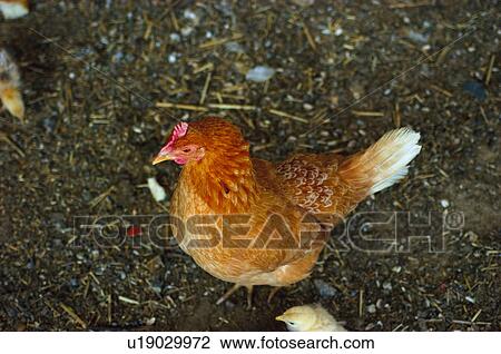 Domestic, Animals, Animals farm, Animal farm, Farm, Domestic animal, Animal View Large Photo Image Stock Image - Domestic, Animals, Animals farm, Animal farm, Farm, Domestic animal, Animal. Fotosearch