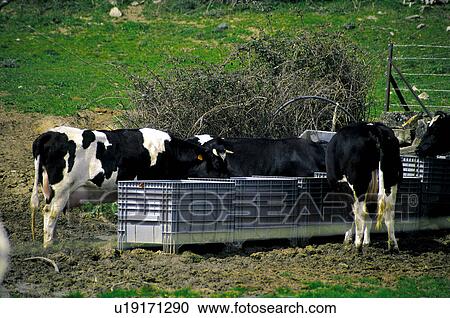 Domestic, Animals, Animals farm, Animal farm, Farm, Domestic animal, Animal View Large Photo Image Stock Image - Domestic, Animals, Animals farm, Animal farm, Farm, Domestic animal, Animal. Fotosearch