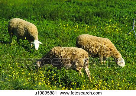 Domestic, Animals, Animals farm, Animal farm, Farm, Domestic animal, Animal View Large Photo Image Stock Image - Domestic, Animals, Animals farm, Animal farm, Farm, Domestic animal, Animal. Fotosearch