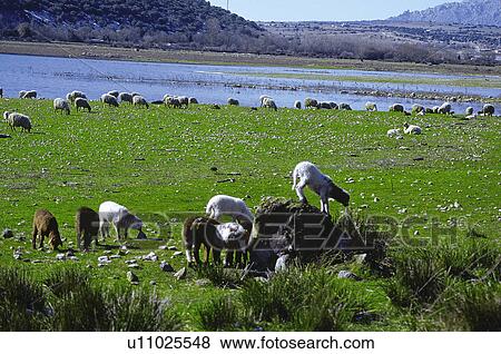Stock Photo - Domestic, Animals, Animals farm, Animal farm, Farm, Domestic animal, Animal. Fotosearch
