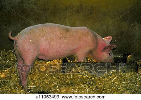 Stock Photo - Domestic, Animals, Animals farm, Animal farm, Farm, Domestic animal, Animal. Fotosearch
