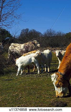 Stock Photo - Domestic, Animals, Animals farm, Animal farm, Farm, Domestic animal, Animal. Fotosearch