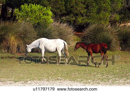 Stock Photo - Domestic, Animals, Animals farm, Animal farm, Farm, Domestic animal, Animal. Fotosearch