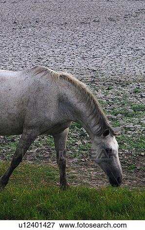 Stock Photo - Domestic, Animals, Animals farm, Animal farm, Farm, Domestic animal, Animal. Fotosearch