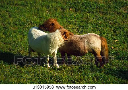 Stock Photo - Domestic, Animals, Animals farm, Animal farm, Farm, Domestic animal, Animal. Fotosearch