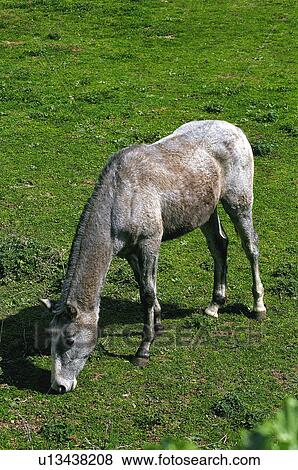 Stock Photo - Domestic, Animals, Animals farm, Animal farm, Farm, Domestic animal, Animal. Fotosearch