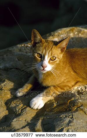 Domestic, Animals, Animals farm, Animal farm, Farm, Domestic animal, Animal View Large Photo Image Stock Photo - Domestic, Animals, Animals farm, Animal farm, Farm, Domestic animal, Animal. Fotosearch