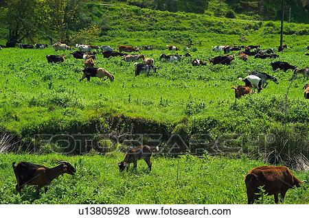 Domestic, Animals, Animals farm, Animal farm, Farm, Domestic animal, Animal View Large Photo Image Stock Photo - Domestic, Animals, Animals farm, Animal farm, Farm, Domestic animal, Animal. Fotosearch